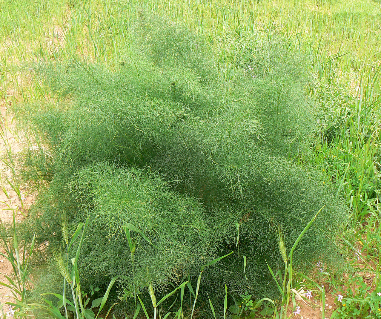 معرفی گیاهان - باریجه